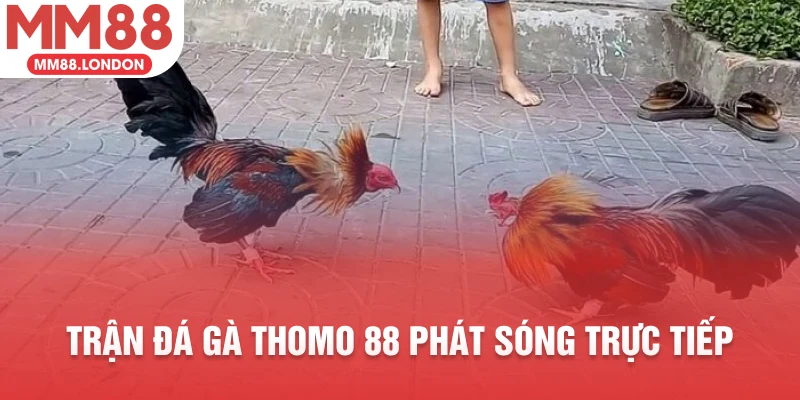 Trận đá gà thomo 88 phát sóng trực tiếp